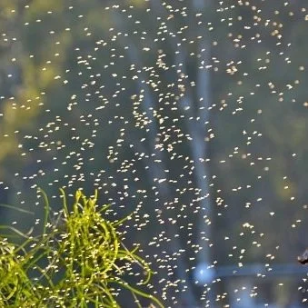 Tips to Prevent and Control Gnats