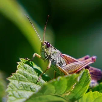 Ways to Prevent a Bug Invasion