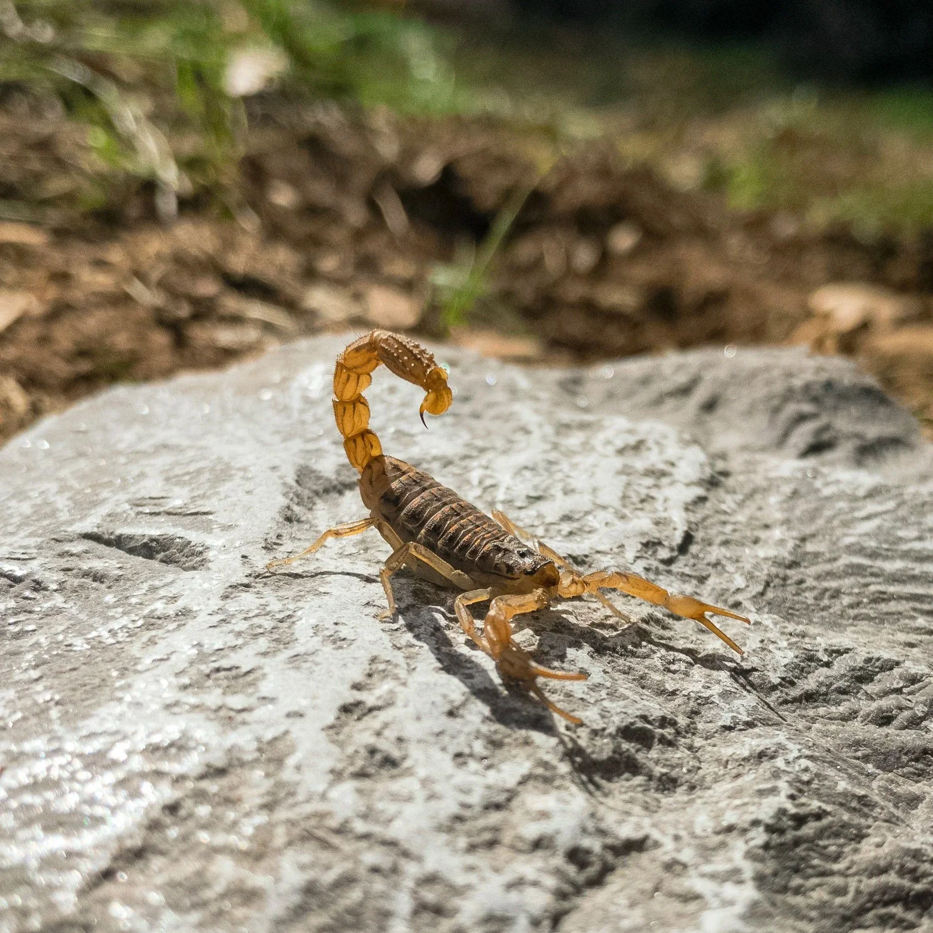 What Scorpion Activity Reveals About Hidden Entry Points