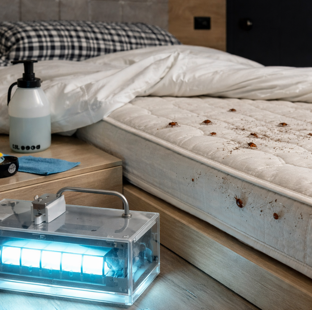 bed bug hiding in mattress seam near dark fecal spots