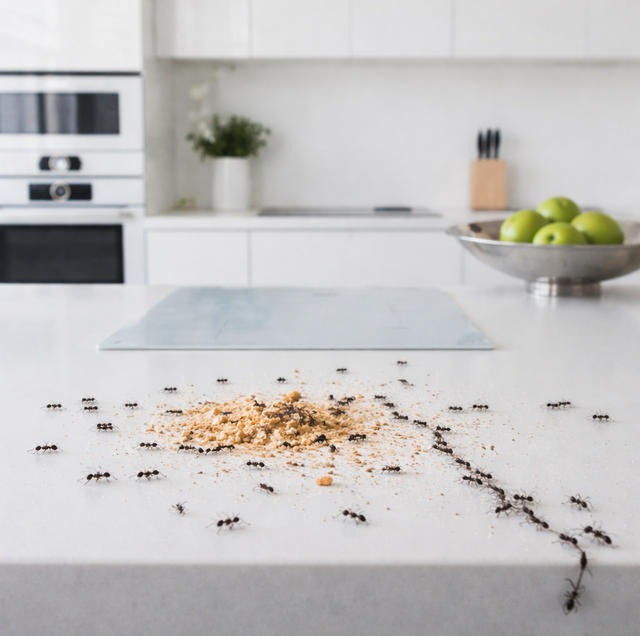 black ants trailing along kitchen counter near crumb