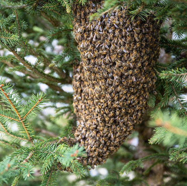 dense bee swarm hanging from tree branch