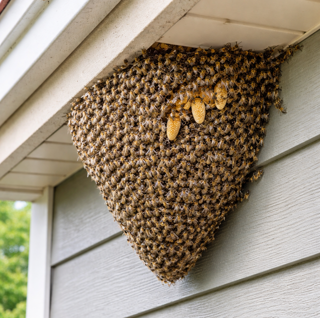 a honey bee swarm clustered on a tree branch