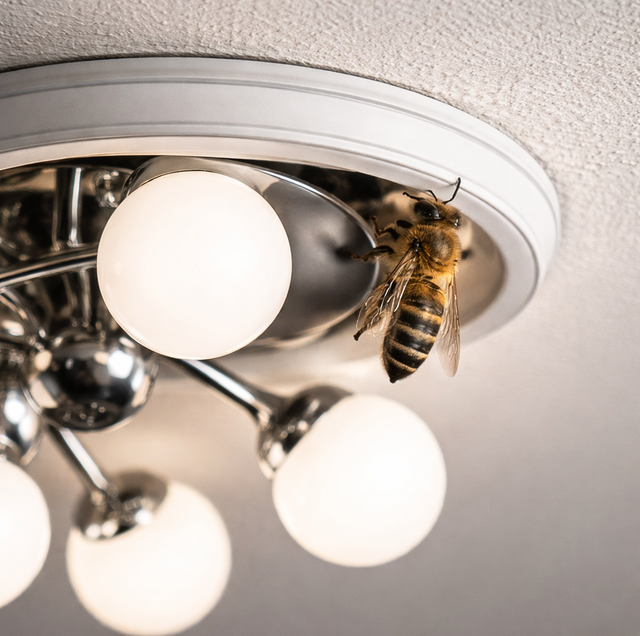 yellowjackets swarming recessed ceiling light fixture edge
