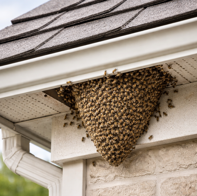 honeybees swarming roofline gap under wooden fascia