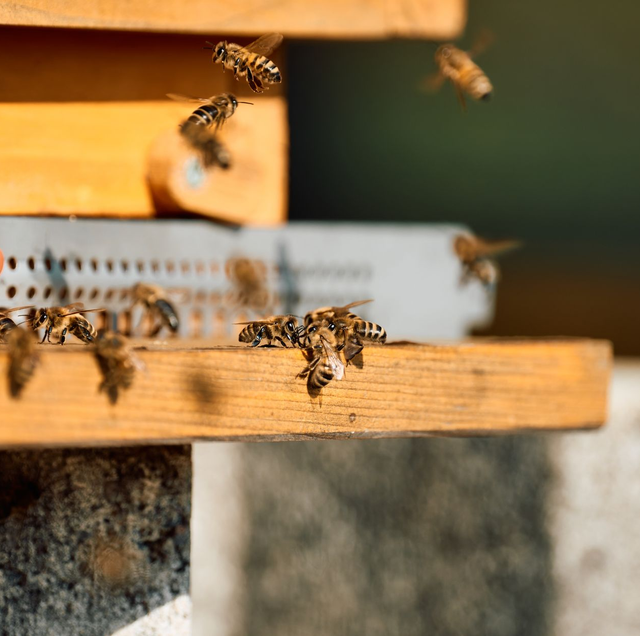 two honeybees nearly identical in size on honeycomb