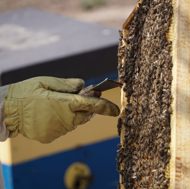 orange-and-black honeybees clustering on weathered wooden siding