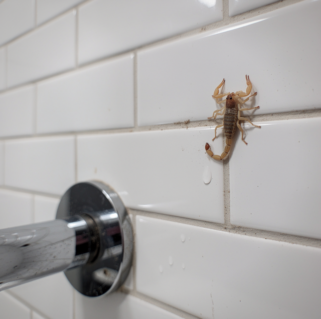 pale tan scorpion on bathroom wall above tile