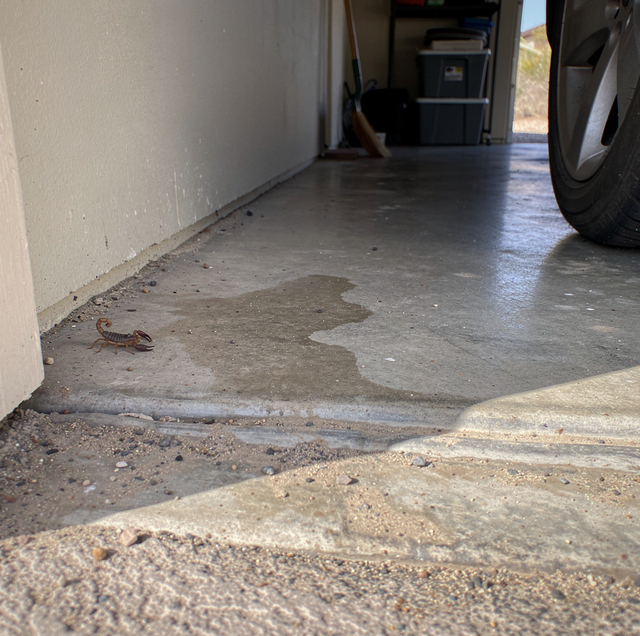 A lizard sits on a wet concrete garage floor near a white wall and tire.