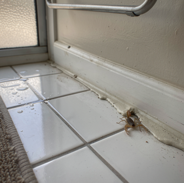 pale tan scorpion on bathroom tile grout line
