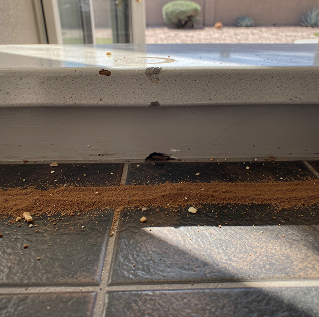 cinnamon powder sprinkled along interior baseboard