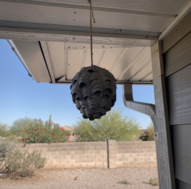 gray paper wasp nest under porch roof eave
