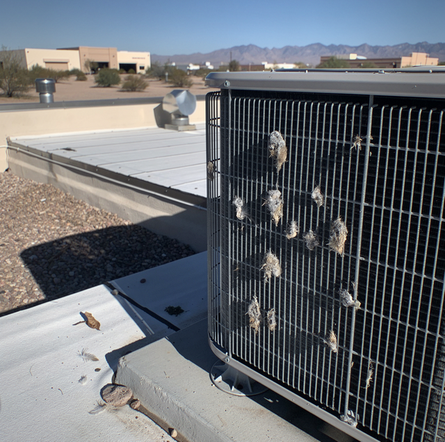 dried pigeon droppings accumulating on industrial rooftop ledge