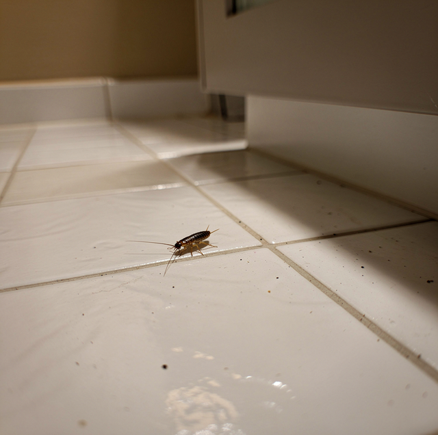 silverfish and earwig side by side on bathroom tile