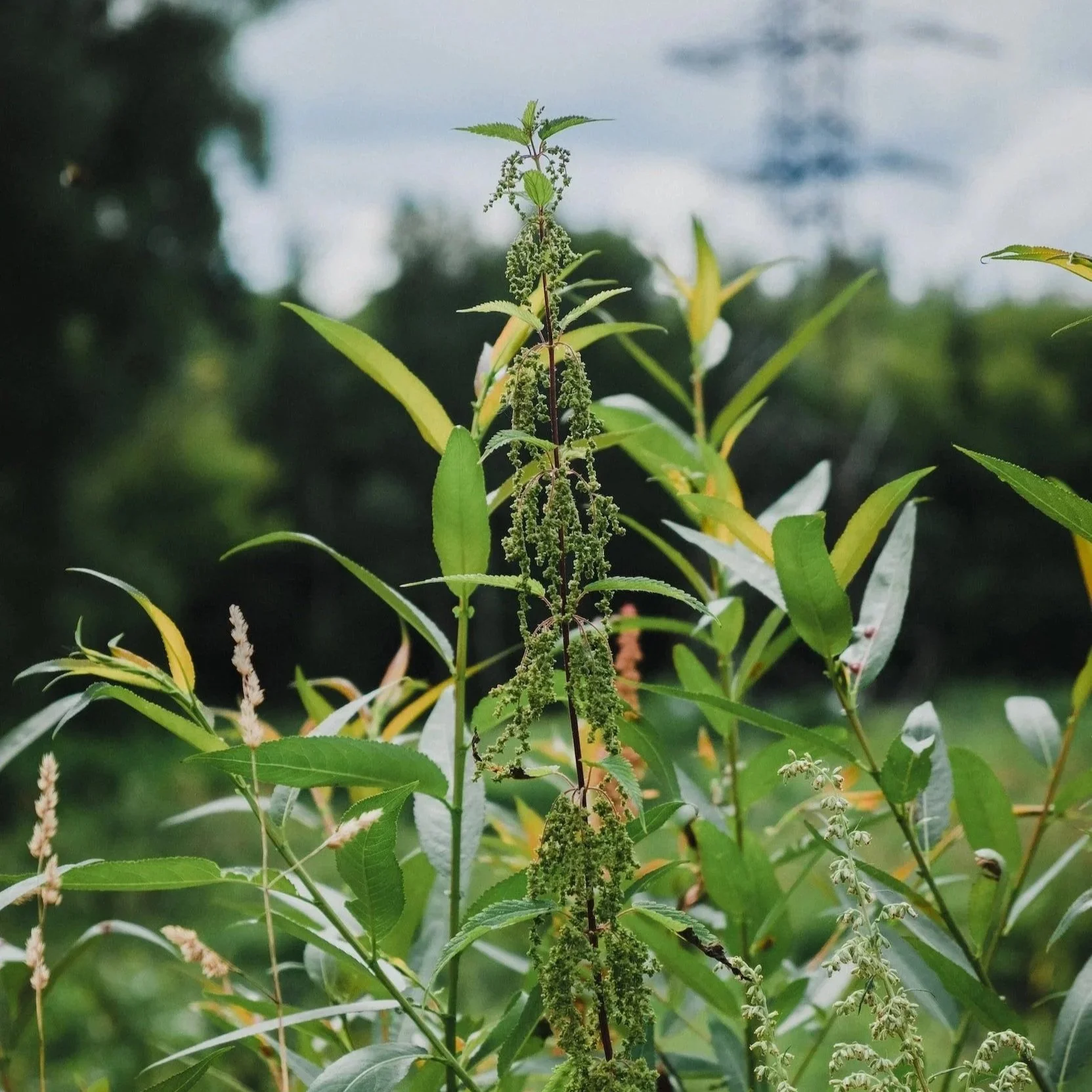 Tips for Monsoon Season Weed Control
