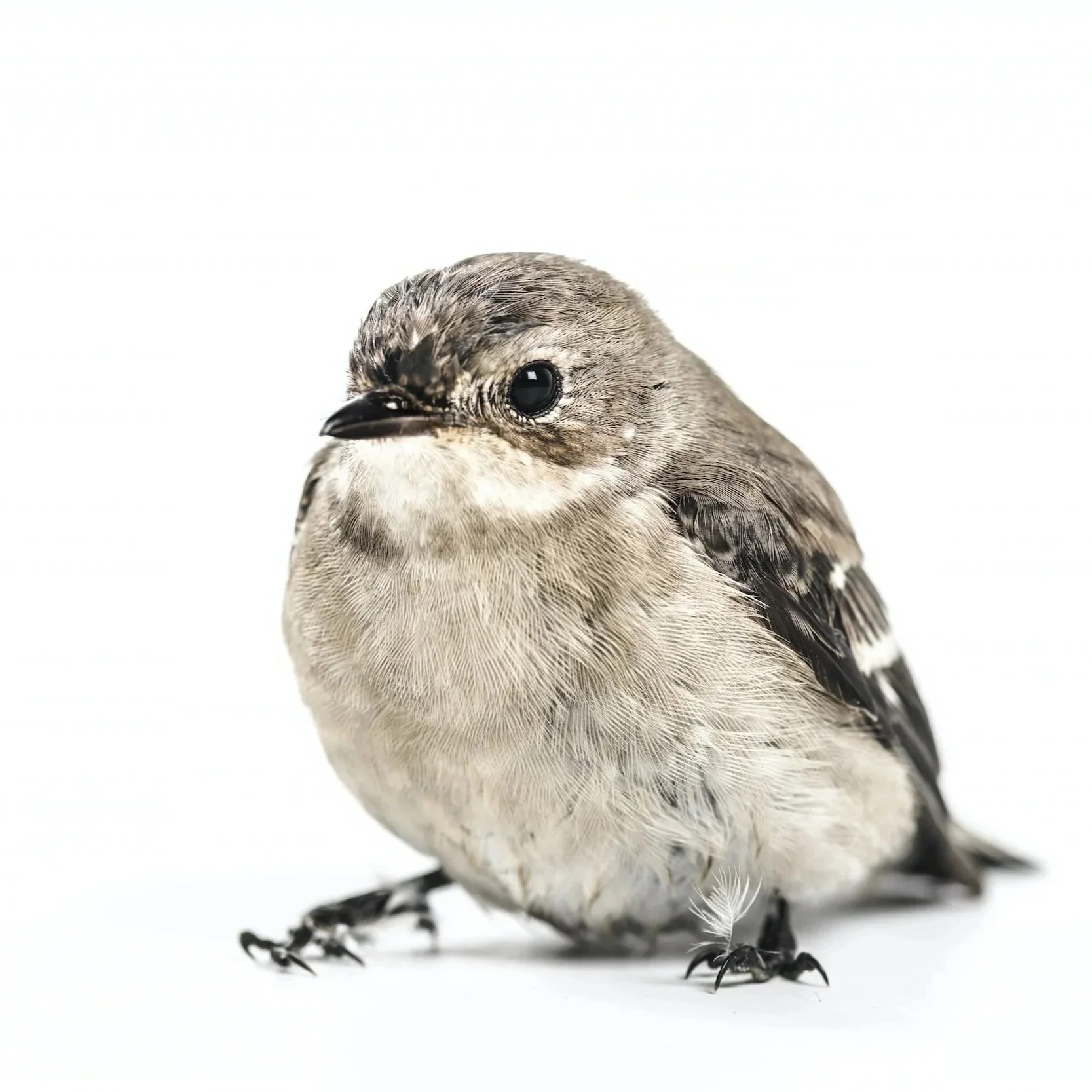 Common Sounds Pests Make in a Home