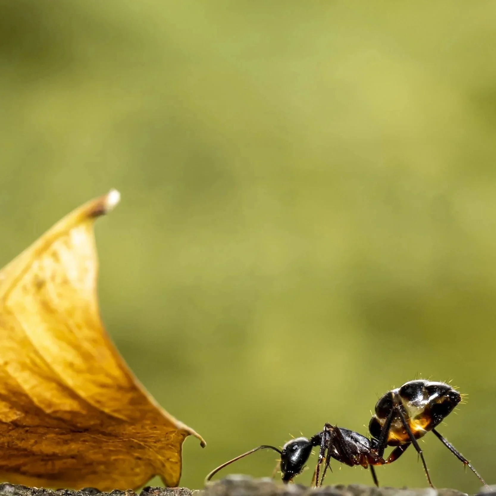 Your Fall Ant Problem in Phoenix Might Be Bigger Than You Think