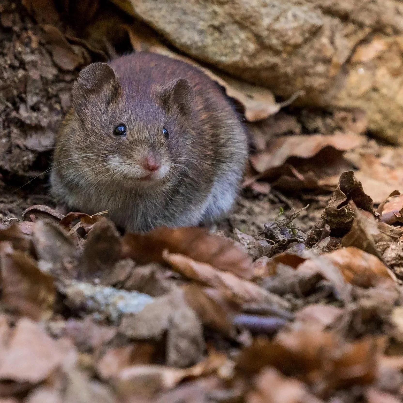 The Common Signs of Mice Infestation