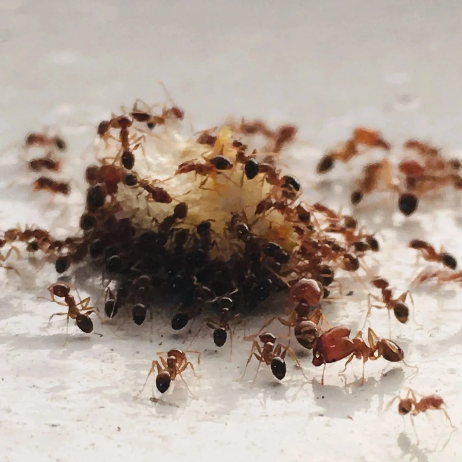 Ants in Your Phoenix Home Won't Go Away on Their Own
