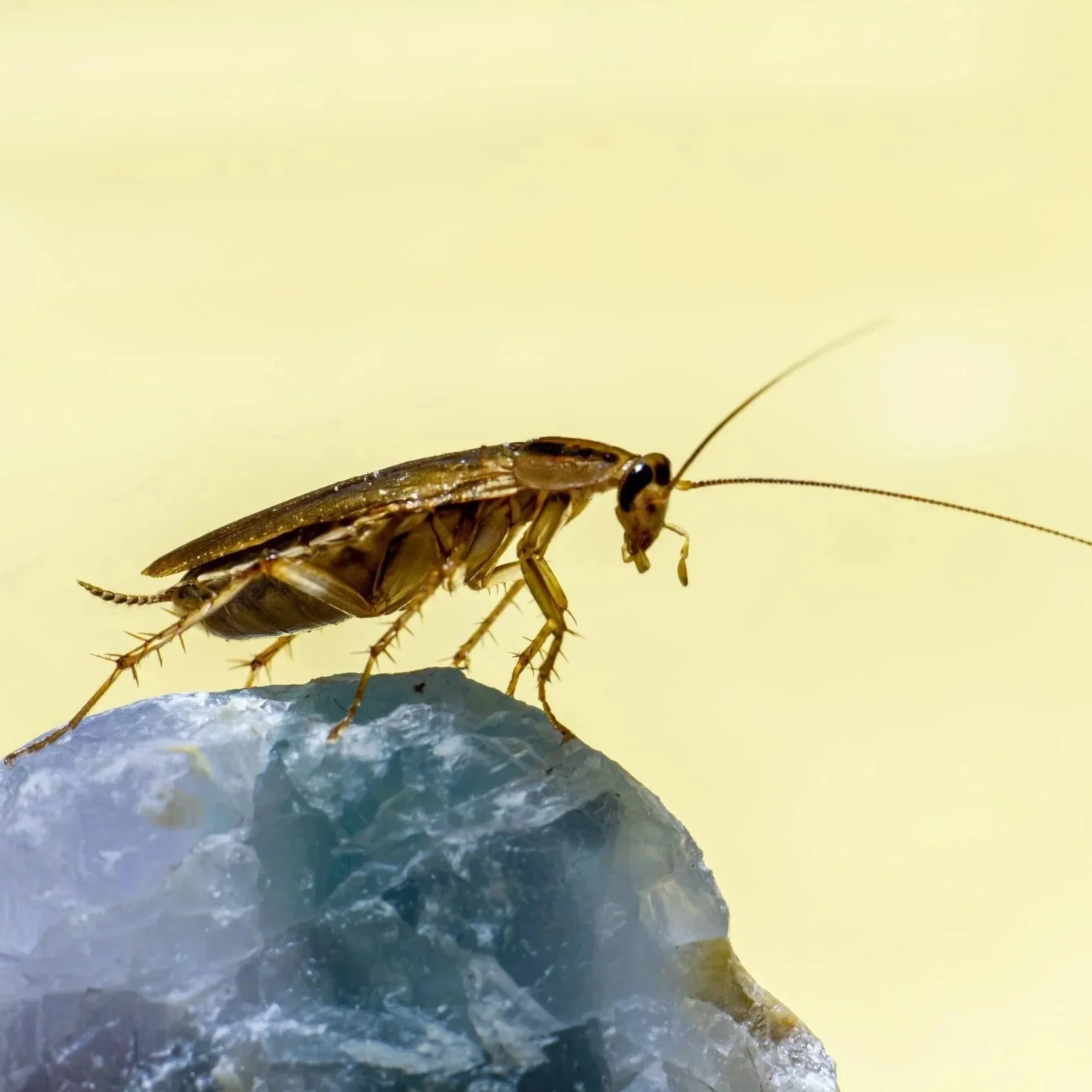 Common Misconceptions about Cockroaches