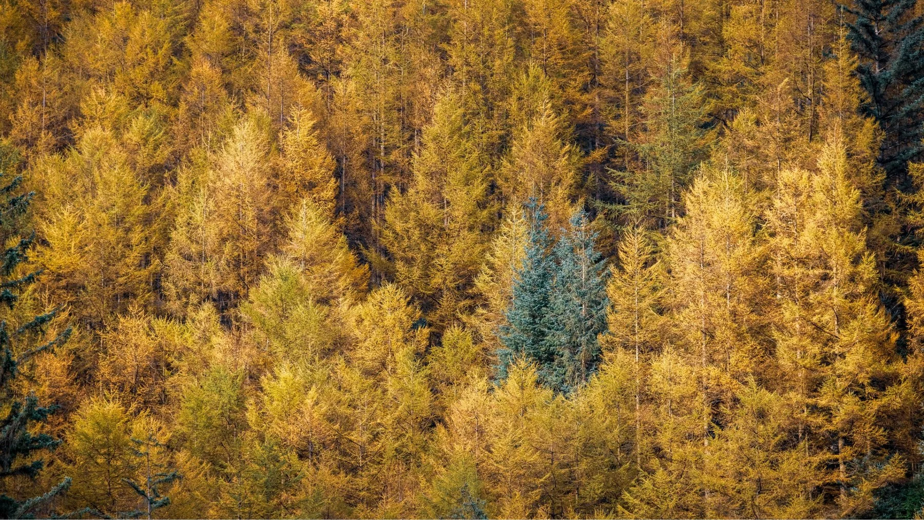 A pair of a green pine tress standing amongst a swathe of yellow larch trees on the hills around Loch Doilet, Polloch at autumn| Sunart Scotland | Steven Marshall Photography