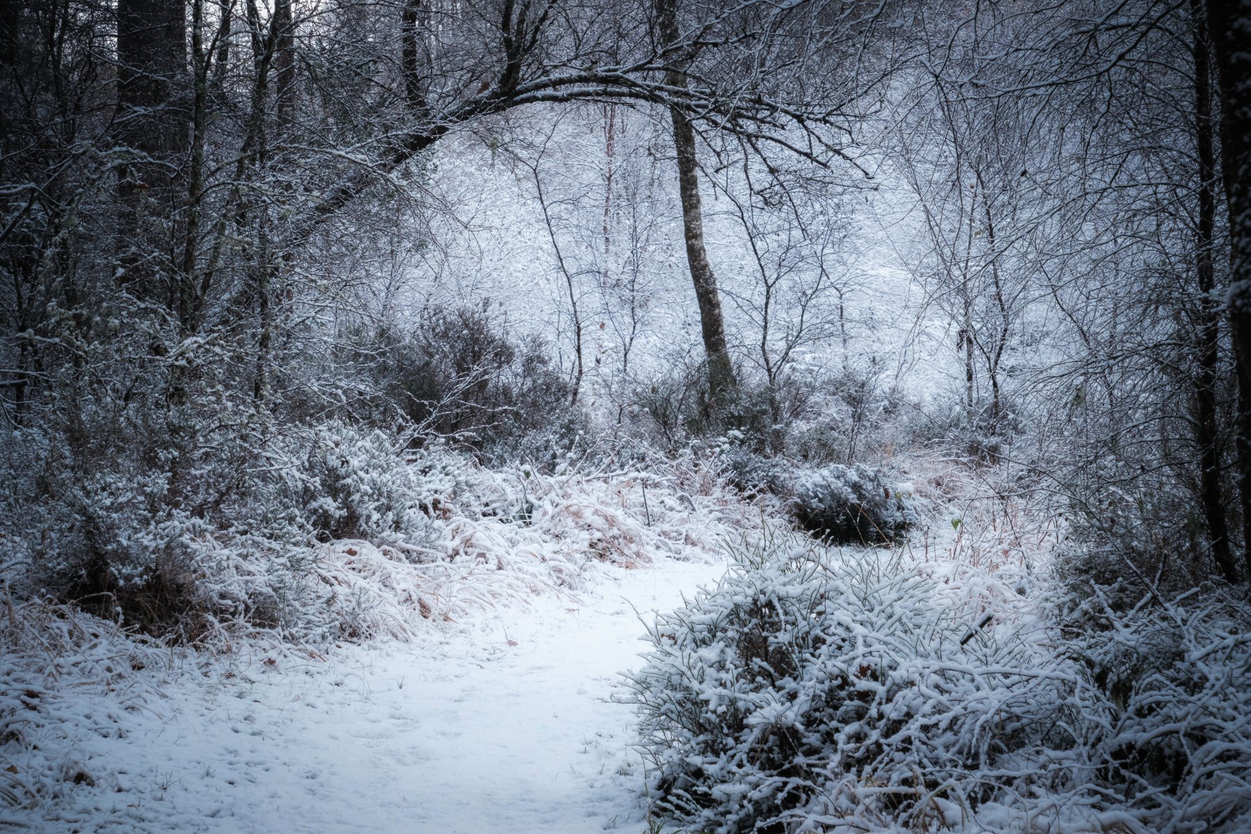 First Snow