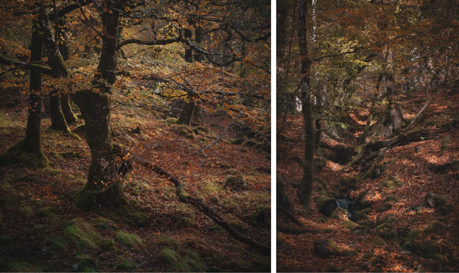 Patches of sunlight and dappled shade beneath the canopy of orange leaves in the beech tree wood at Mingarry | Moidart Scotland | Steven Marshall Photography