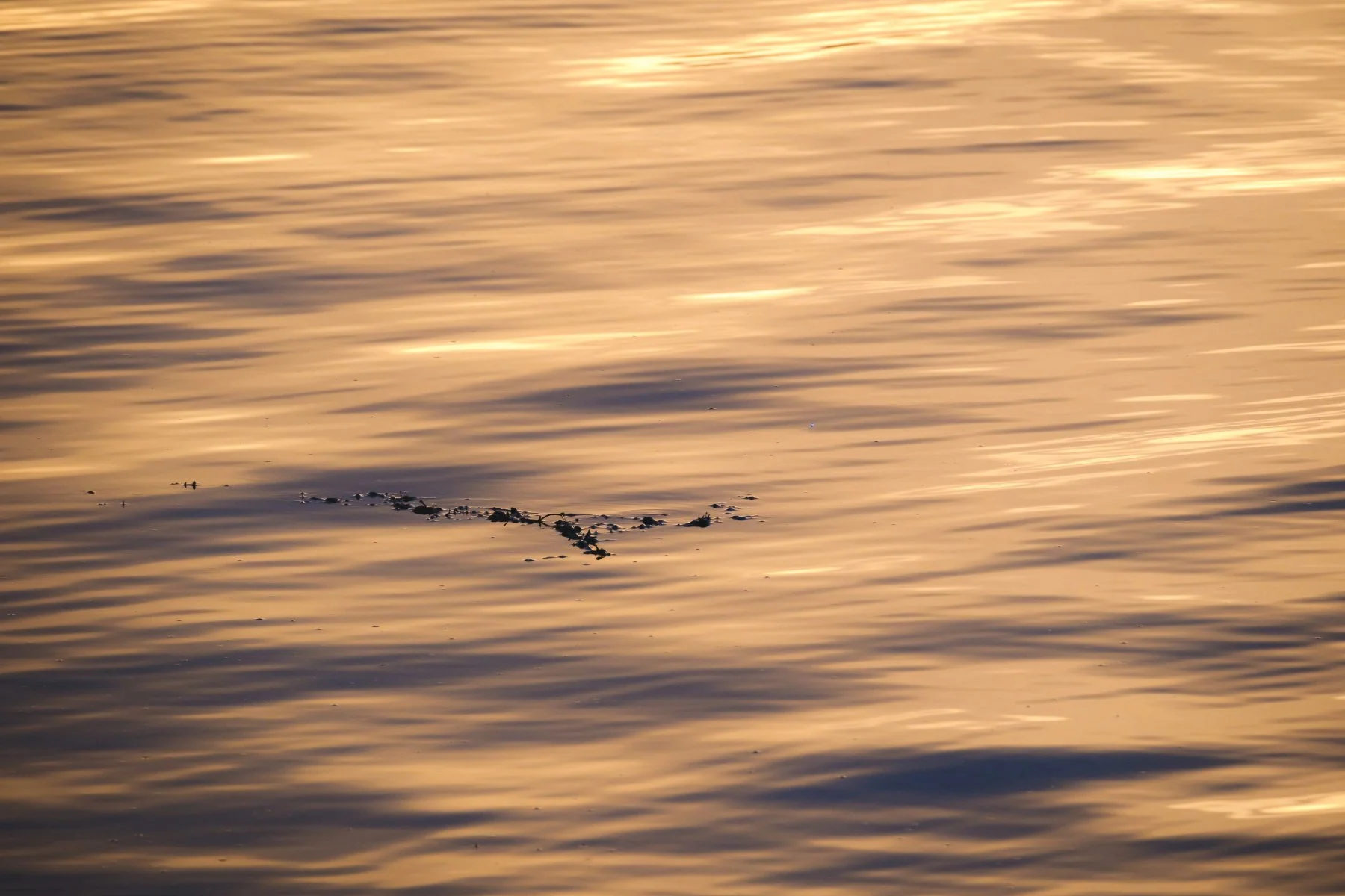 The golden coloured surface of Loch Sunart with gentle waves and a strand of seaweed | Sunart Scotland | Steven Marshall Photography