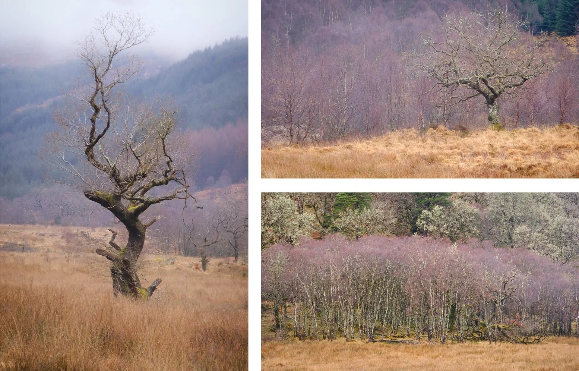 Ancient oak trees and stands of purple tinged silver birch in Ariundle Oakwood near Strontian | Sunart, Scotland | Steven Marshall Photography