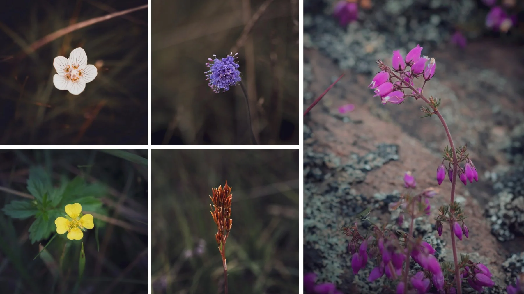 Close ups of wildflowers in the Scottish Highlands | Bourblaige Cleared Settlement, Ardnamurchan, Scotland | Steven Marshall Photography