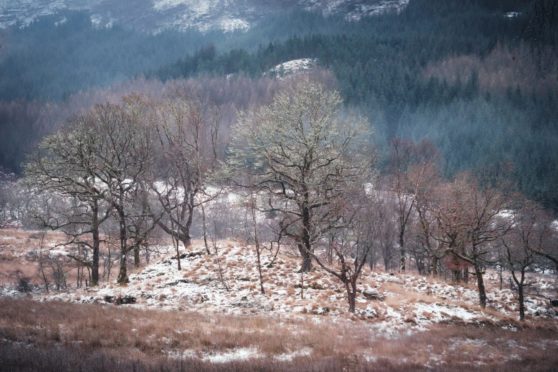A group of ancient oak trees sitting on a snow-covered mound at Ariundle Oakwood near Strontian | Sunart Scotland | Steven Marshall Photography