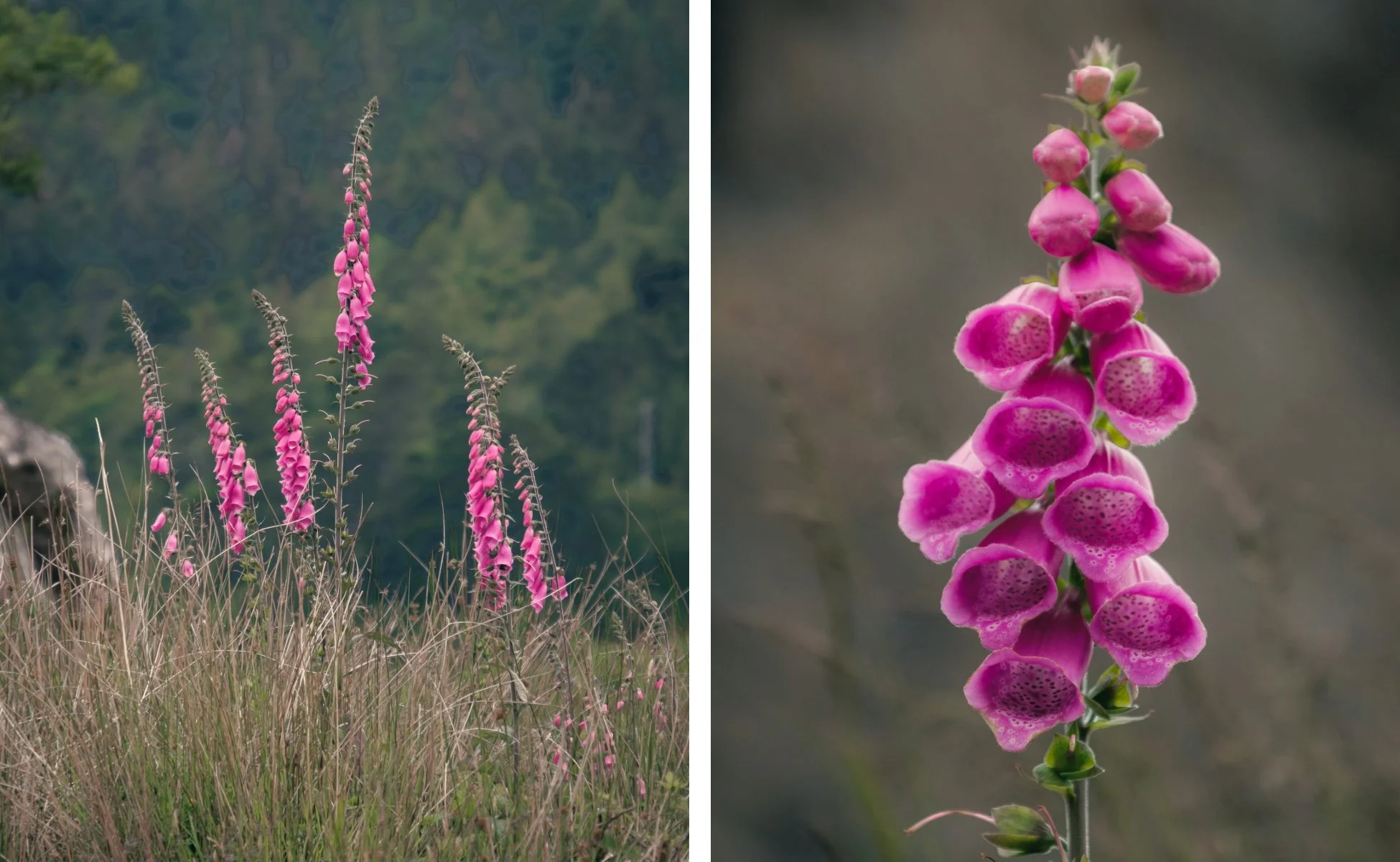 Close up of the purple spires of foxgloves found at Castle Tioram | Moidart Scotland | Steven Marshall Photography