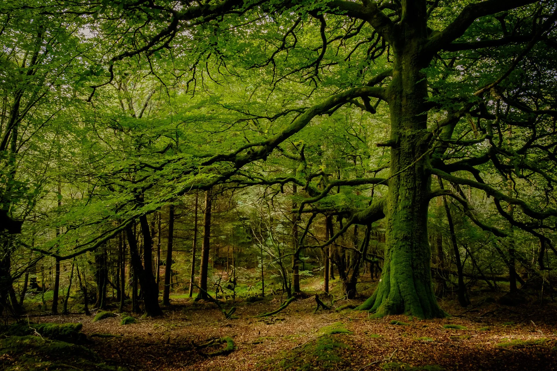 Shades of Green