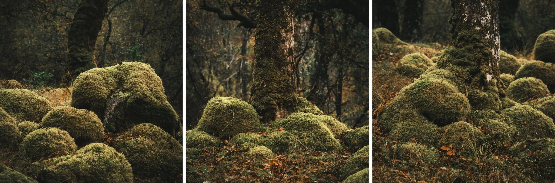 Moss covered boulders under trees with golden bracken at Ariundle Oakwood | Sunart Scotland | Steven Marshall Photography