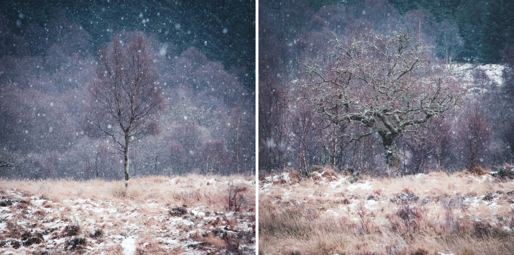 A single birch tree and single ancient oak tree behind snowfall at Ariundle Oakwood near Strontian | Sunart Scotland | Steven Marshall Photography