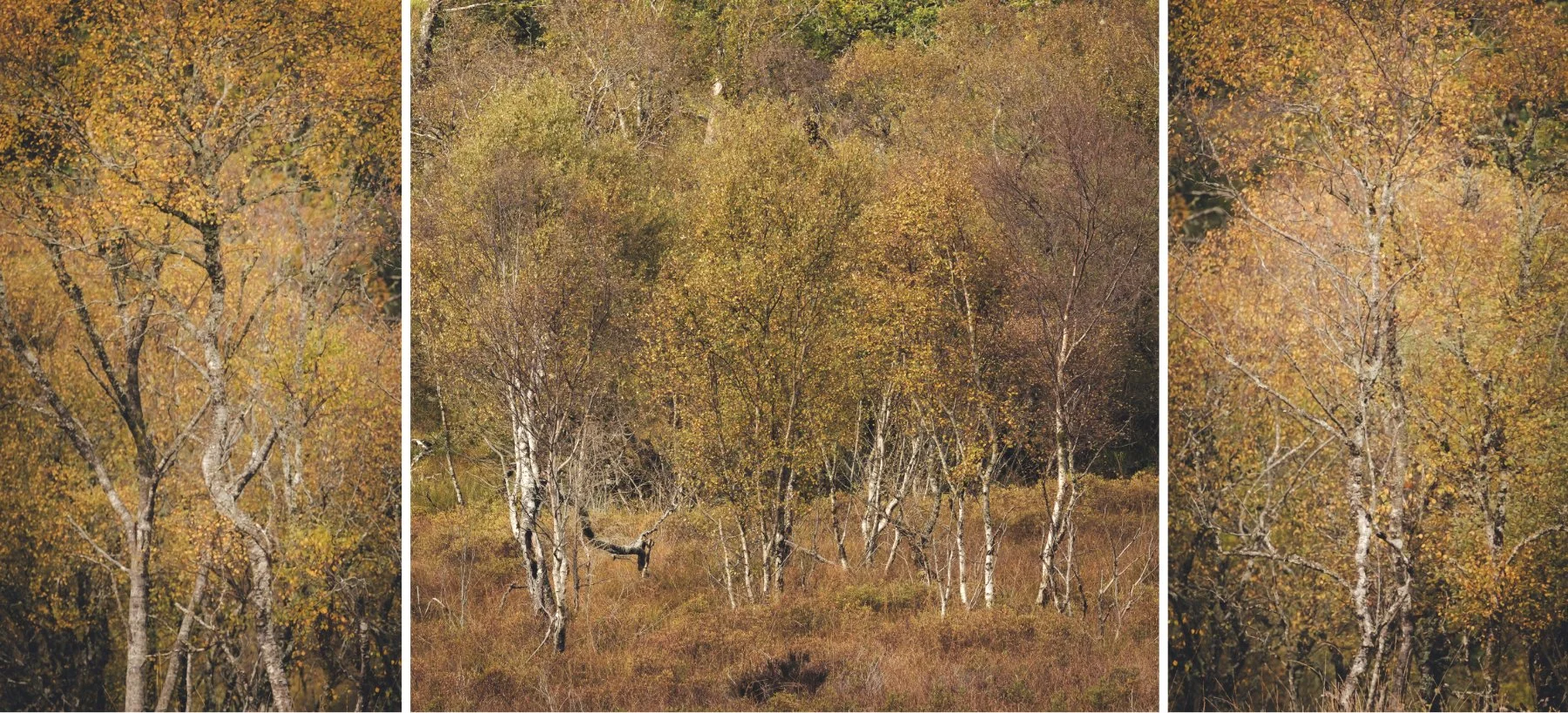 Silver birch trees with yellow golden autumn leaves near Resipole | Sunart Scotland | Steven Marshall Photography