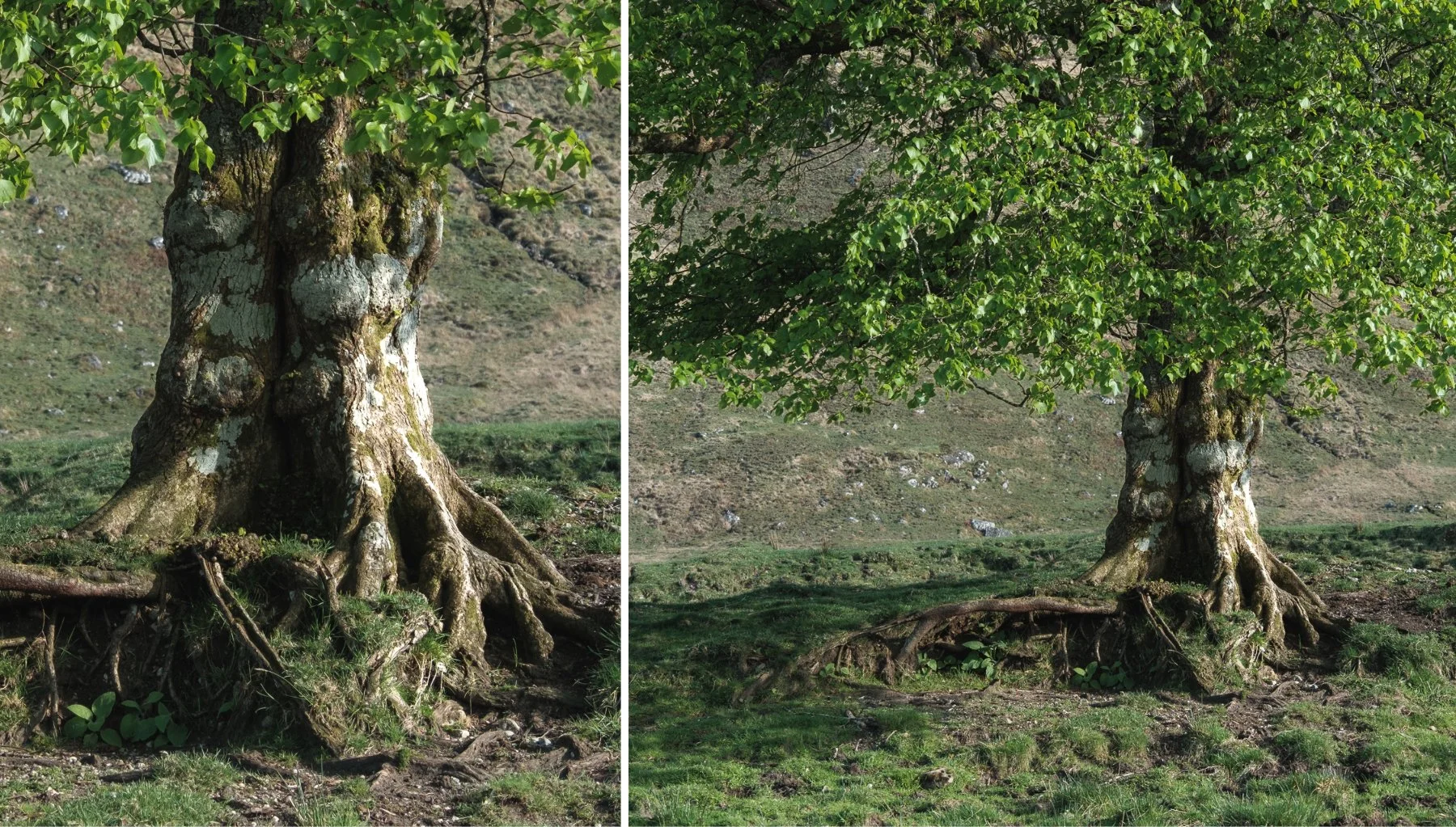 Close up of the trunk of the sole lime tree beside Loch nan Lochan | Glen Moidart Scotland | Steven Marshall Photography