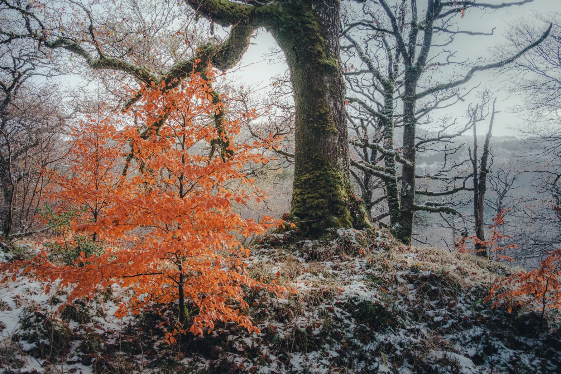 An orange leaved beach sapling tree under the bough of ancient oak trees sitting on snow-covered ground at Ariundle Oakwood near Strontian | Sunart Scotland | Steven Marshall Photography