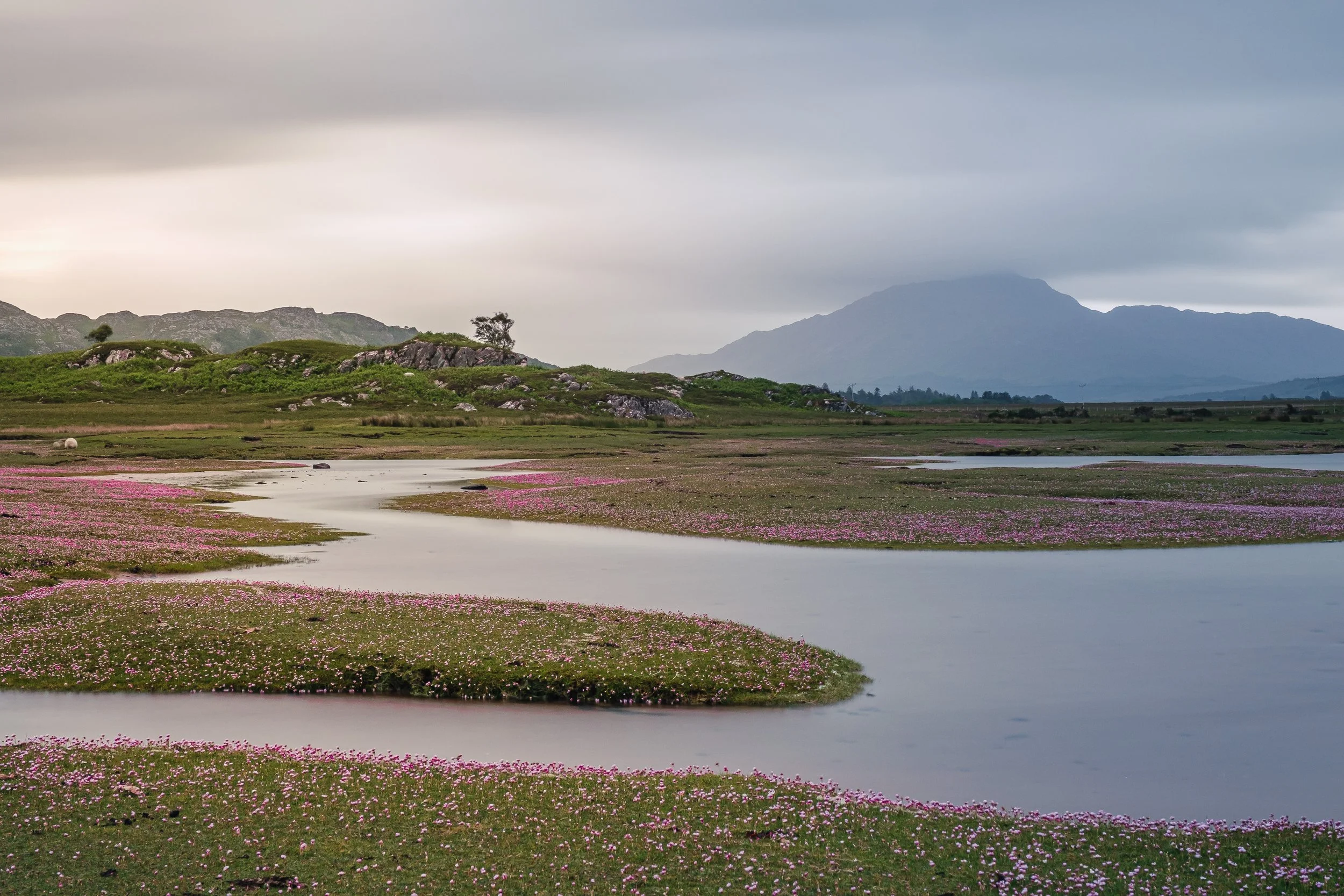 Daybreak on a grey morning at Kentra Bay with sea pinks (thrift) covering the salt marsh | Ardnamurchan Scotland | Steven Marshall Photography