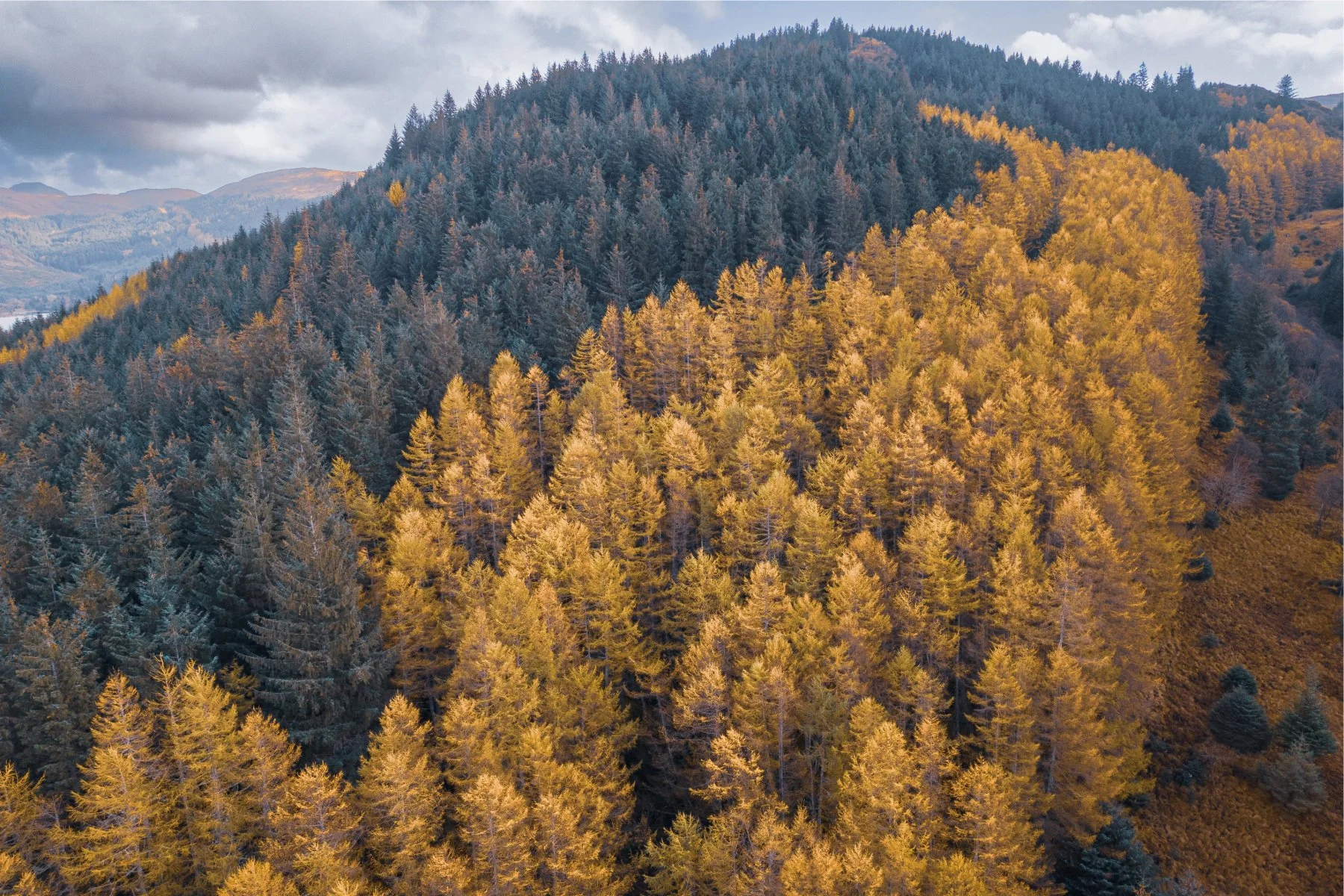 An aerial shot of a swathe of yellow larch trees contrasting with green pine tress on the hill above Loch Doilet, Polloch at autumn| Sunart Scotland | Steven Marshall Photography