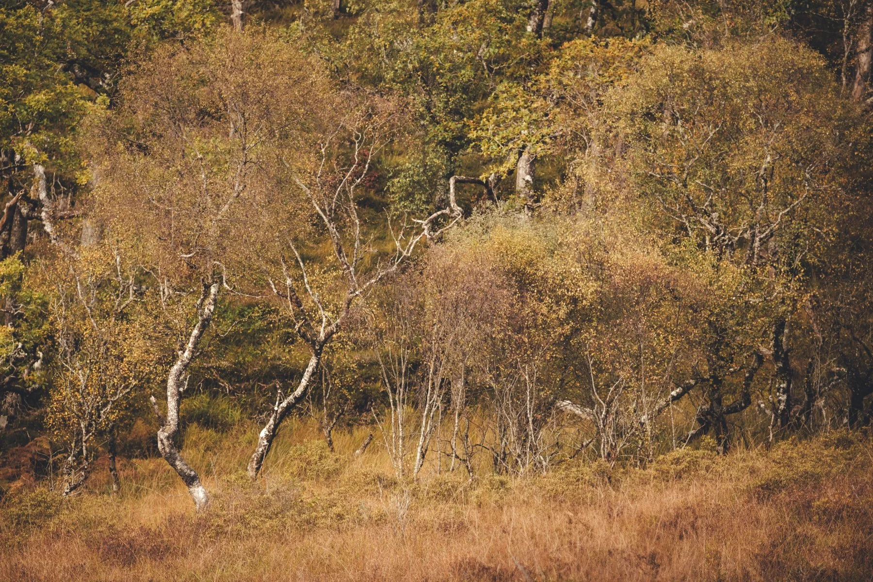 A stand of silver birch trees with yellow golden autumn leaves near Resipole | Sunart Scotland | Steven Marshall Photography