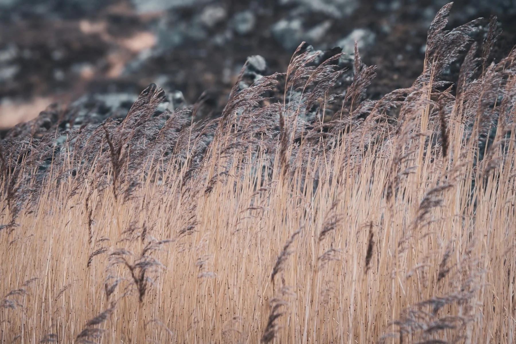 The amber stems and brown seed heads of common reed grass (phragmites australis) at Port na Carraidh (Bay MacNeil) | Ardnamurchan Scotland | Steven Marshall Photography