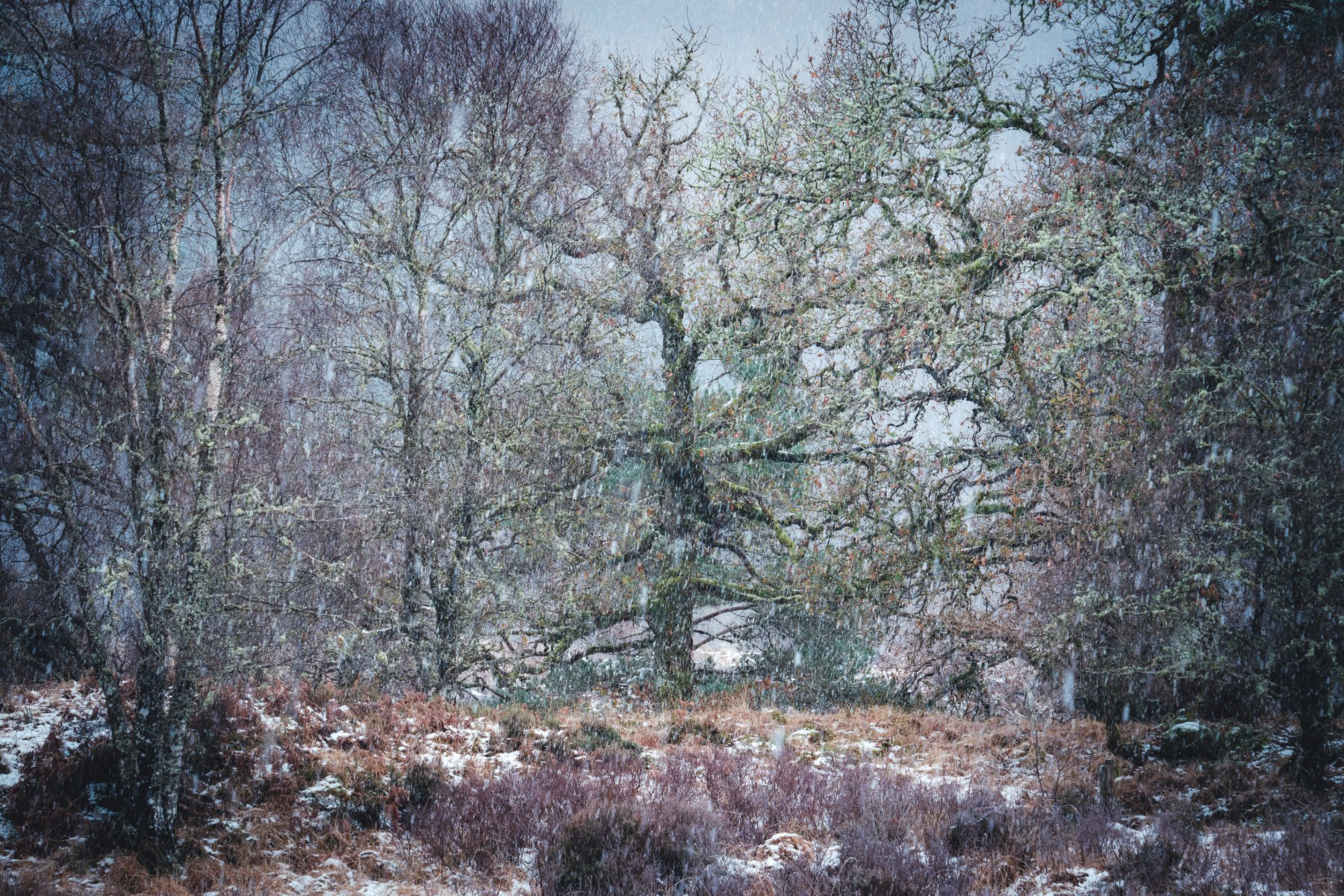 Oak and birch trees behind heavy snowfall at Ariundle Oakwood near Strontian | Sunart Scotland | Steven Marshall Photography