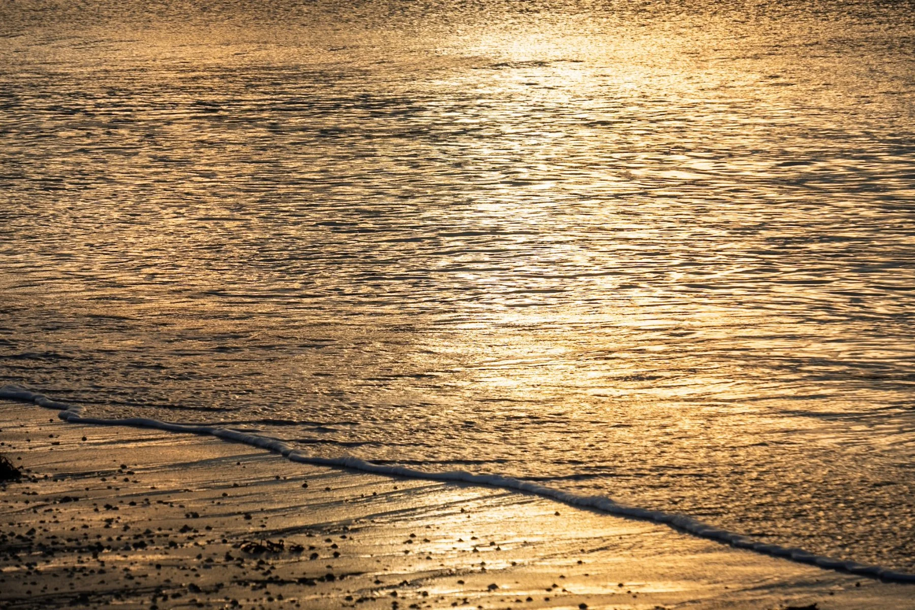 Sunset colours of gold reflected in the gently lapping sea on the beach at Sanna | Ardnamurchan Scotland | Steven Marshall Photography