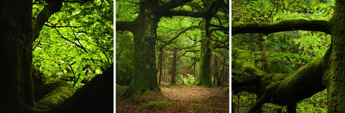Green canopy of leaves on birches in Phemie’s Wood, Strontian, backlit by spring sunshine | Ardnamurchan, Scotland | Steven Marshall Photography