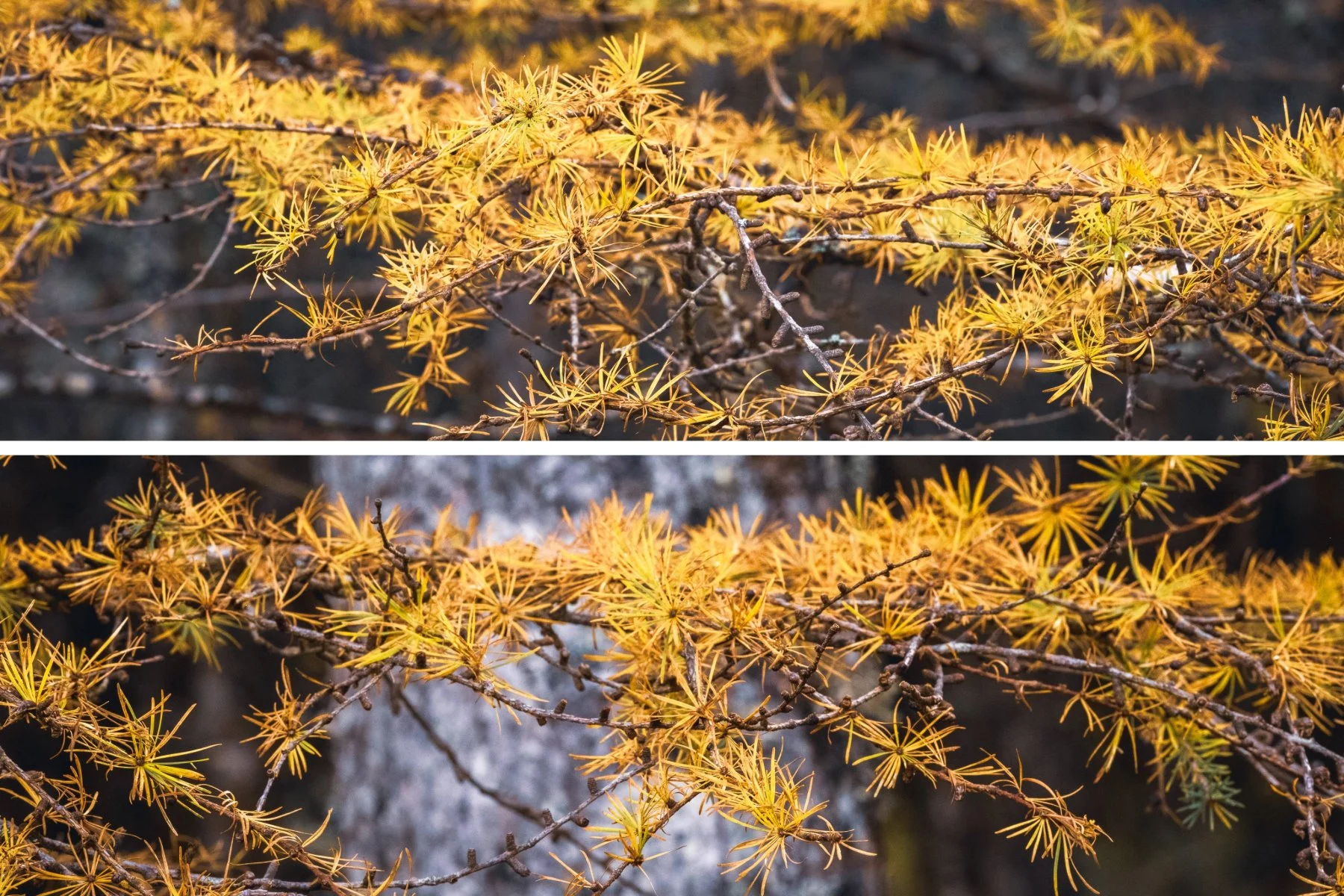 The yellow pines of larch trees taken at Loch Doilet, Polloch in autumn| Sunart Scotland | Steven Marshall Photography