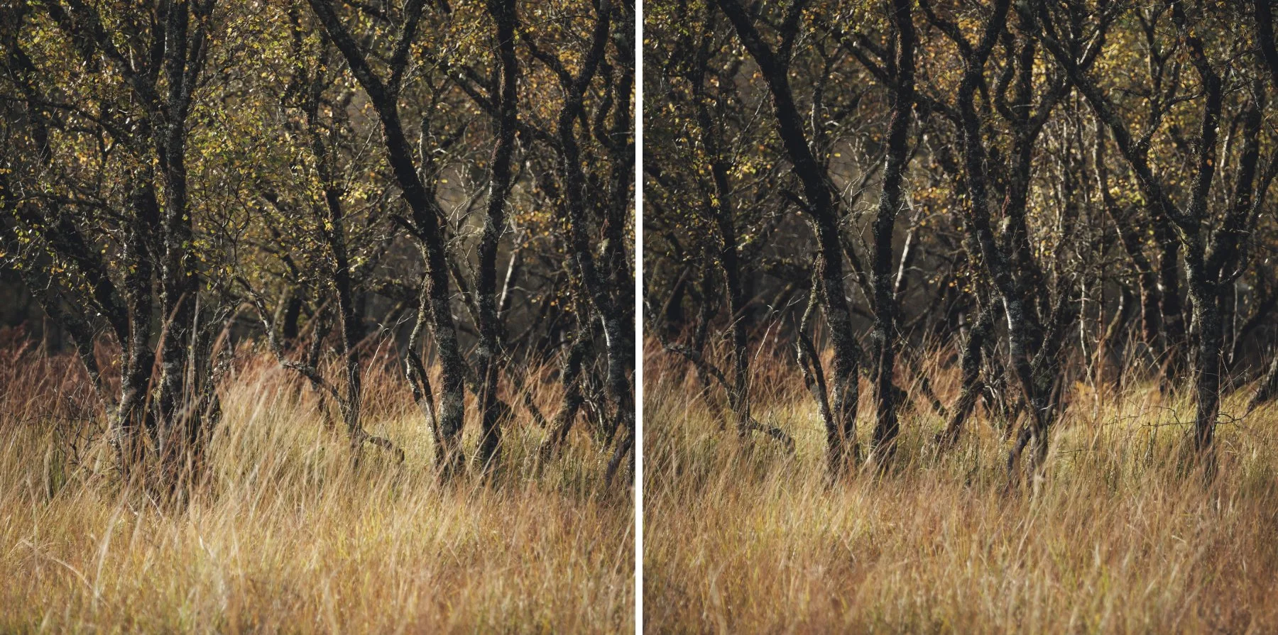 The backlit trunks of silver birch trees with yellow golden autumn leaves and grass near Resipole | Sunart Scotland | Steven Marshall Photography