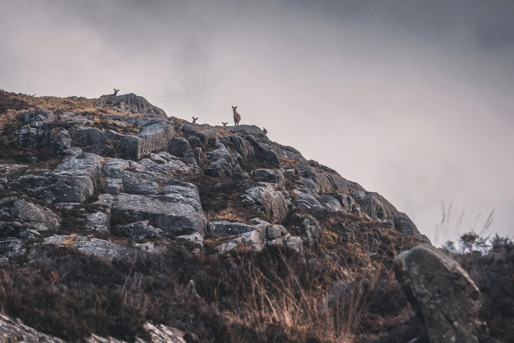 Red deer hinds looking down from the boulder strewn slopes of Sgùrr nam Meann, the rocky hill above Port na Carraidh (Bay MacNeil) | Ardnamurchan Scotland | Steven Marshall Photography