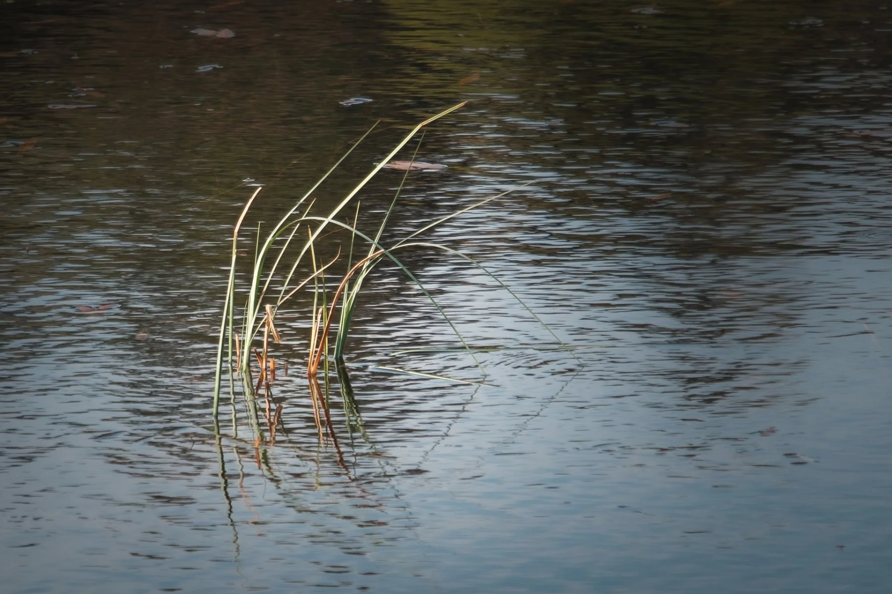 Reeds in Loch nan Lochan | Glen Moidart Scotland | Steven Marshall Photography