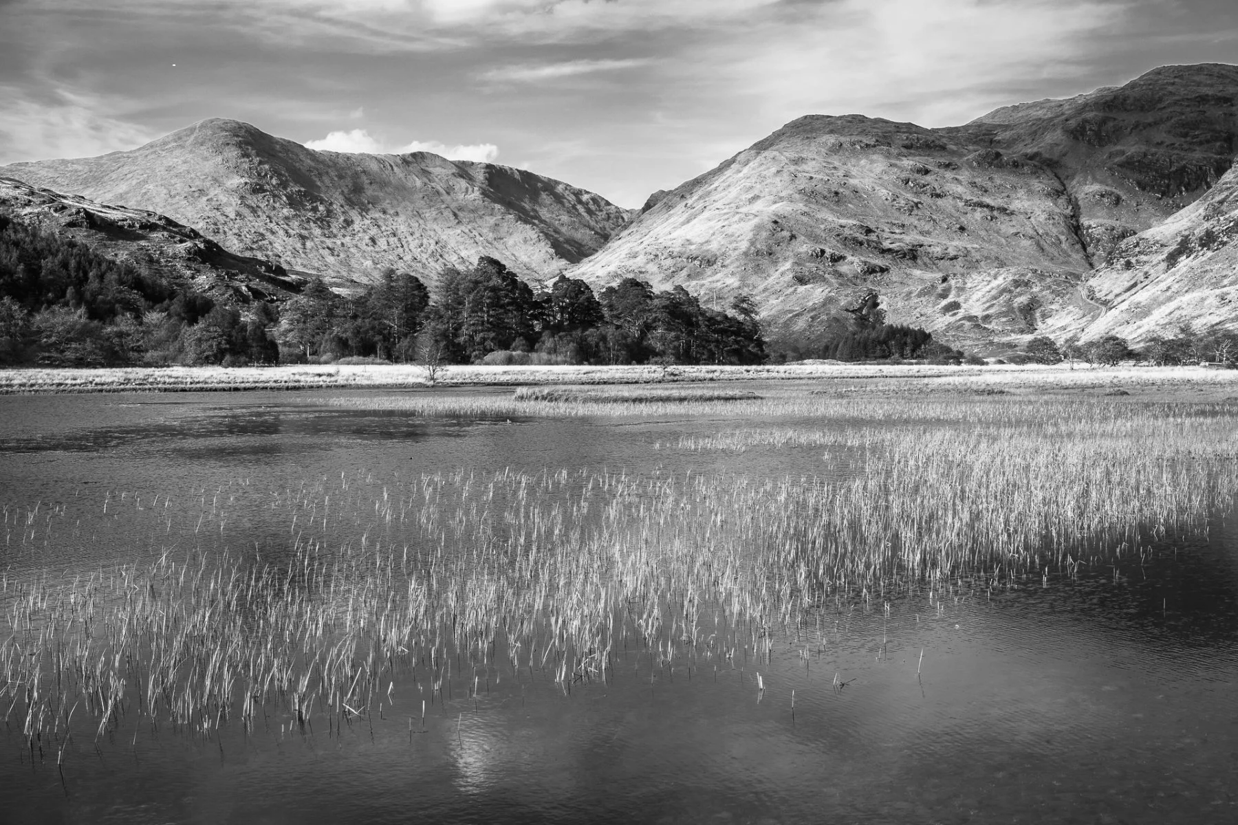 Reeds in Loch nan Lochan with hills in the background | Glen Moidart Scotland | Steven Marshall Photography